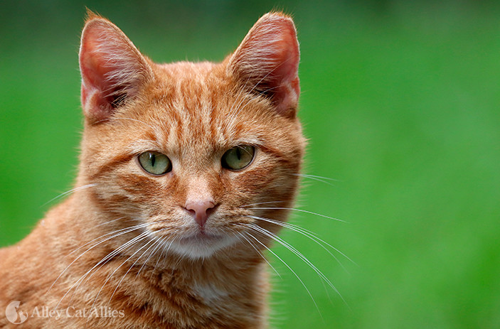 Cat with Green Background